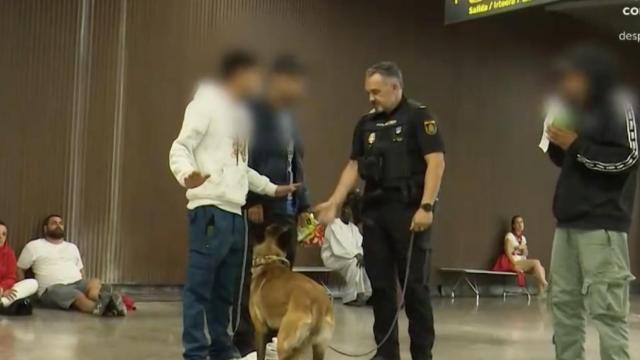 Perro policía en búsqueda de drogas en la estación de autobuses en Pamplona.
