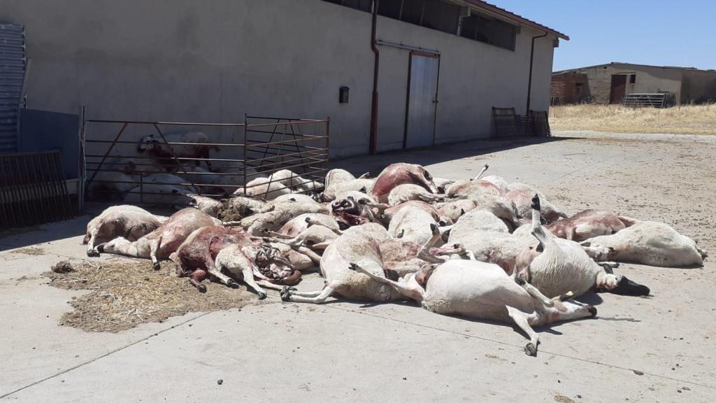 Ataque de lobos en Almeida de Sayago