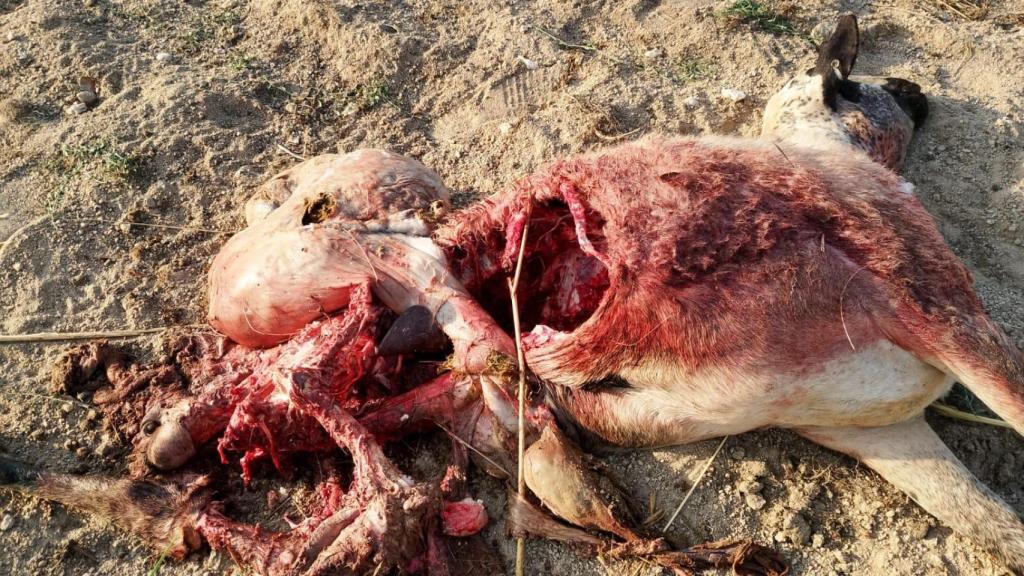 Ataque de lobos en Almeida de Sayago