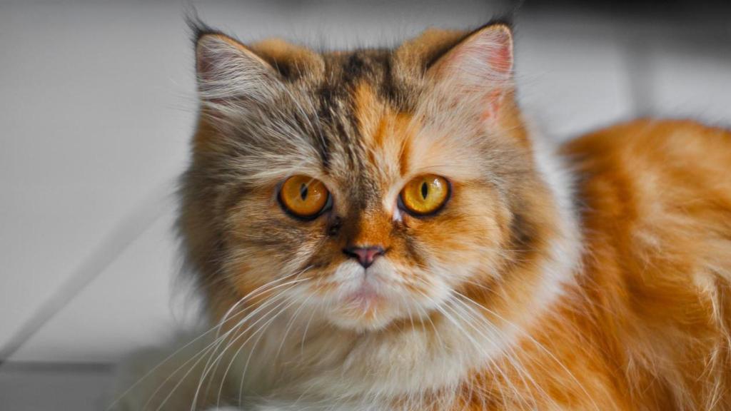 Una gata naranja, atigrada, tricolor.