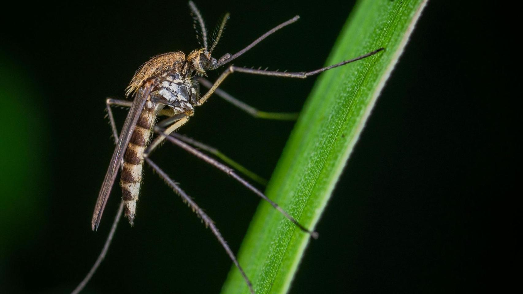 Mosquito transmisor del virus del Nilo.