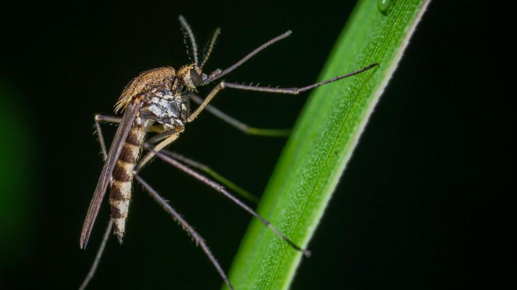 Mosquito transmisor del virus del Nilo.