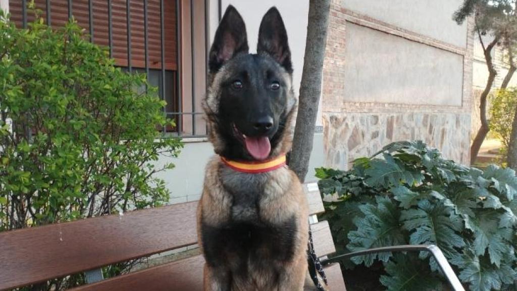 Duna es la perra antidroga de la Policía Local de Añover de Tajo.