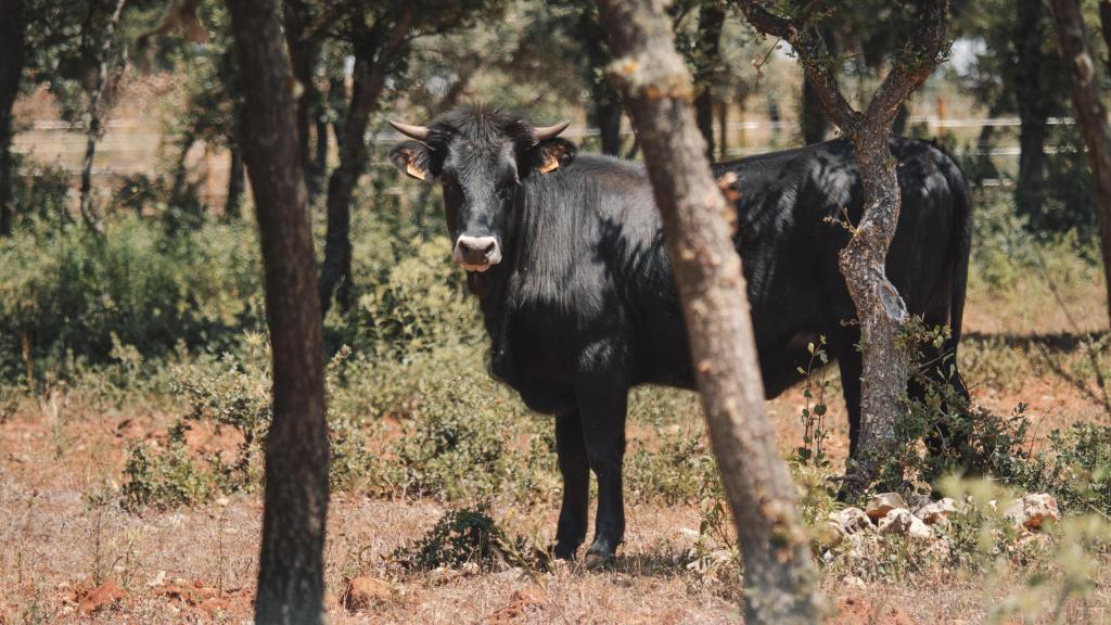 Imagen de Bos Taurozos