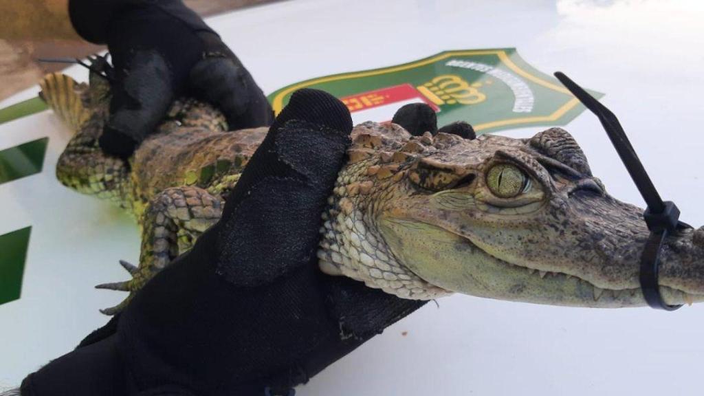 Imagen del caimán capturado en Almansa.