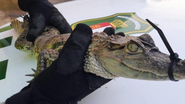 Imagen del caimán capturado en Almansa.