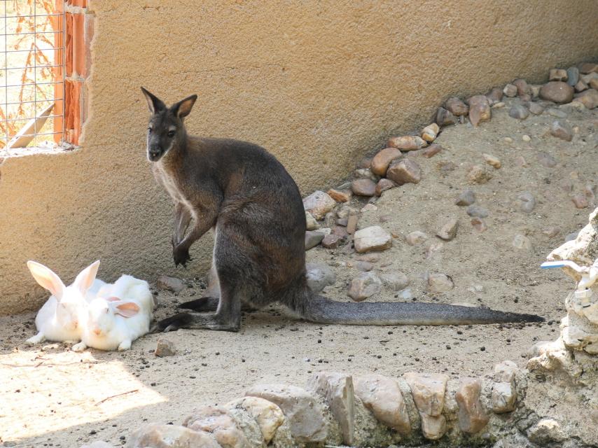 En 'La Era de las Aves' hay especies irrecuperables, invasoras y abandonadas.