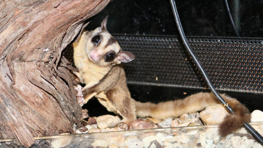 Se está preparando una ampliación de 2.500 metros para poder seguir acogiendo animales.