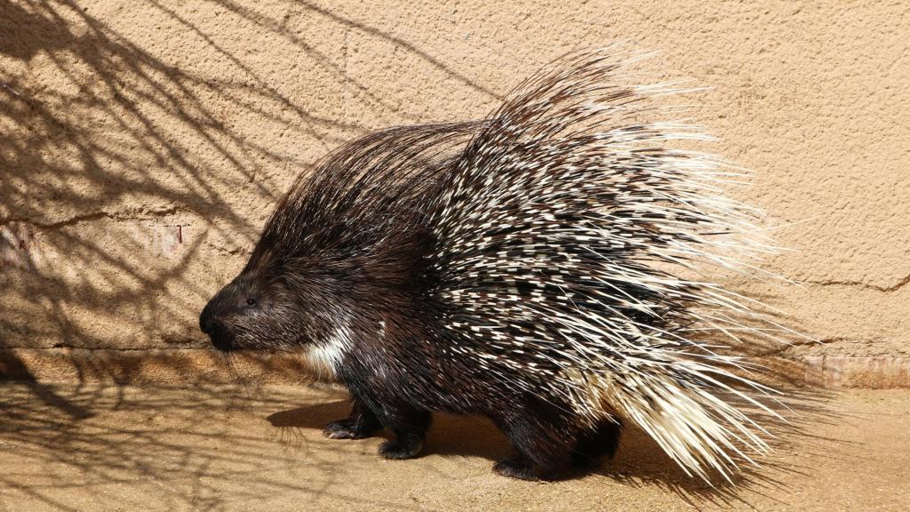 En 'La Era de las Aves' hay todo tipo de especies.