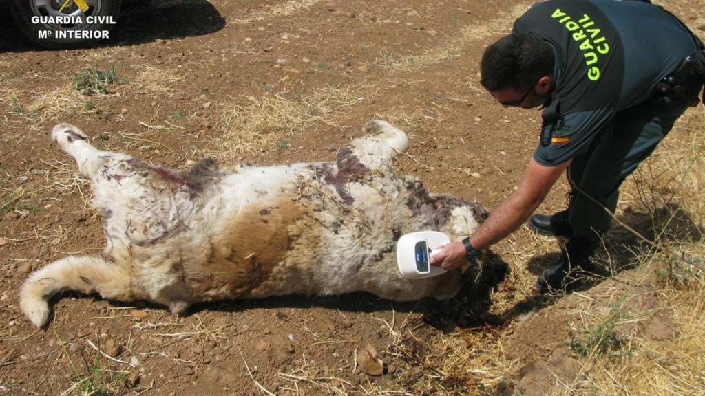Imagen de archivo de un agente del Seprona ante un perro muerto.