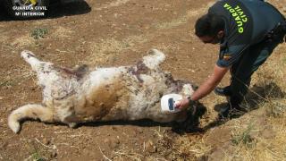 Imagen de archivo de un agente del Seprona ante un perro muerto.