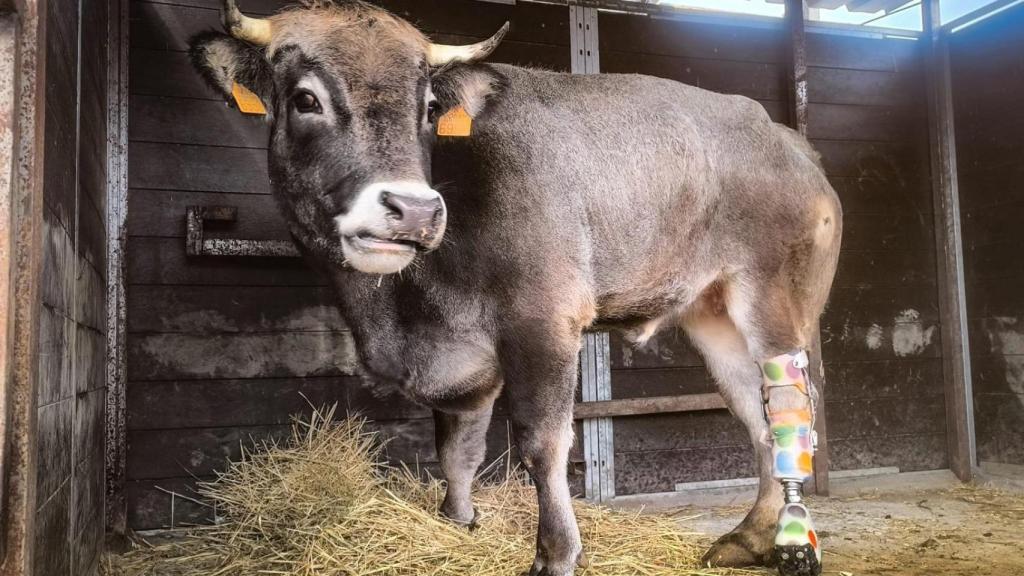 Sella, la vaca rescatada de un matadero, con una pata amputada.
