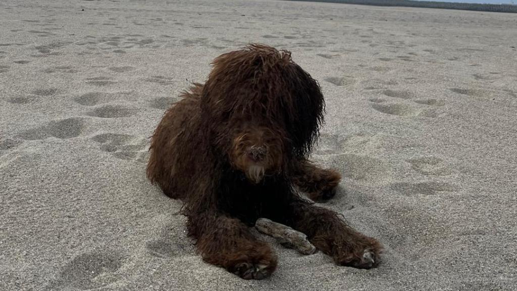 Foto de Romeo en la playa