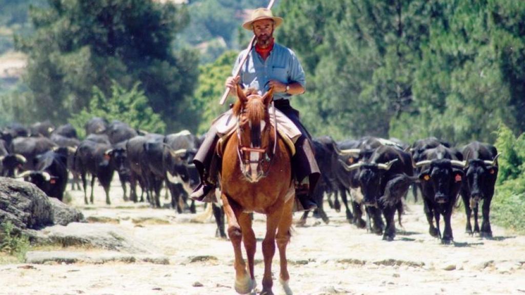 Alonso Álvarez de Toledo y Urquijo, marqués de Valdueza, monta a caballo frente a decenas de cabezas de ganado vacuno trashumante de raza avileña-negra ibérica, indicación geográfica protegida (IGP).
