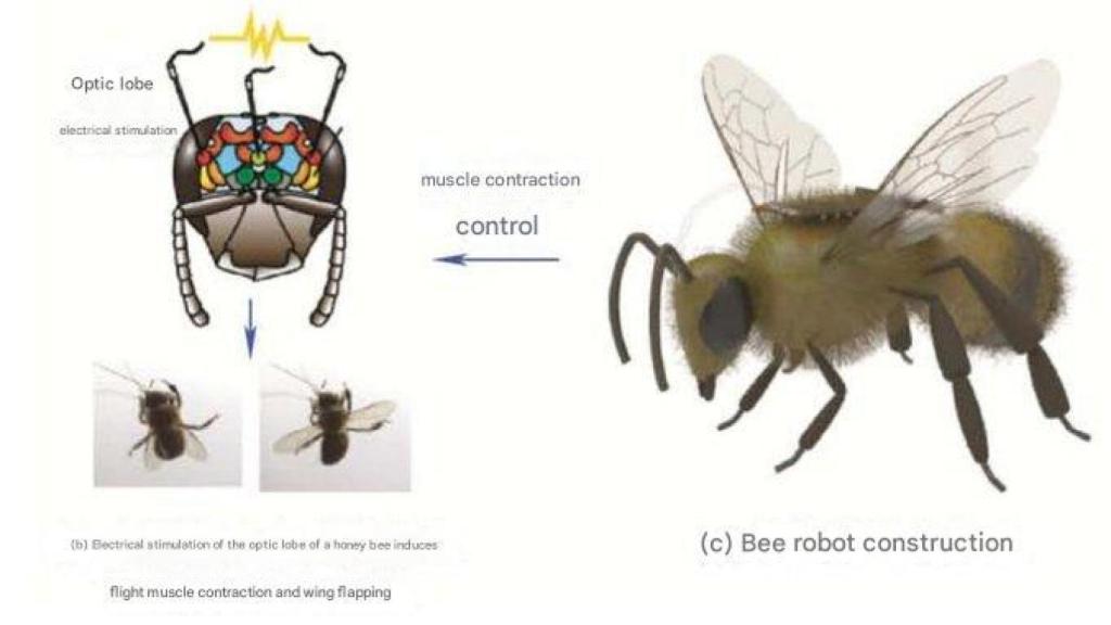 Sistema de control sobre abejas