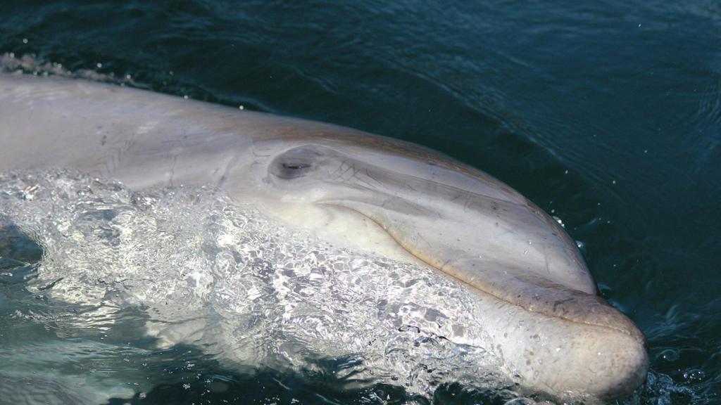 Imagen de archivo del delfín.