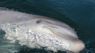 Imagen de archivo del delfín.