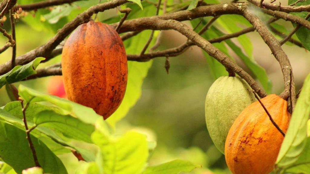 El árbol del cacao, en Guinea Ecuatorial.