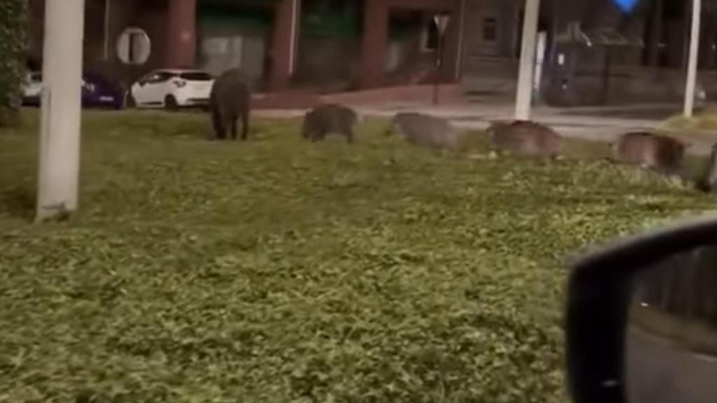 Vídeo: Una manda de ocho jabalíes se pasea de madrugada por el barrio de Los Rosales en A Coruña