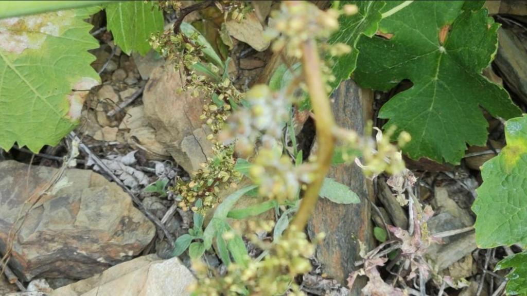 Cultivos afectados por el hongo.