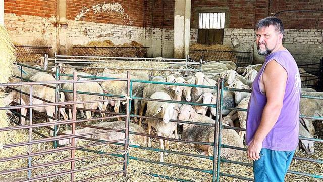 David en su explotación de Fresno el Viejo con sus ovejas