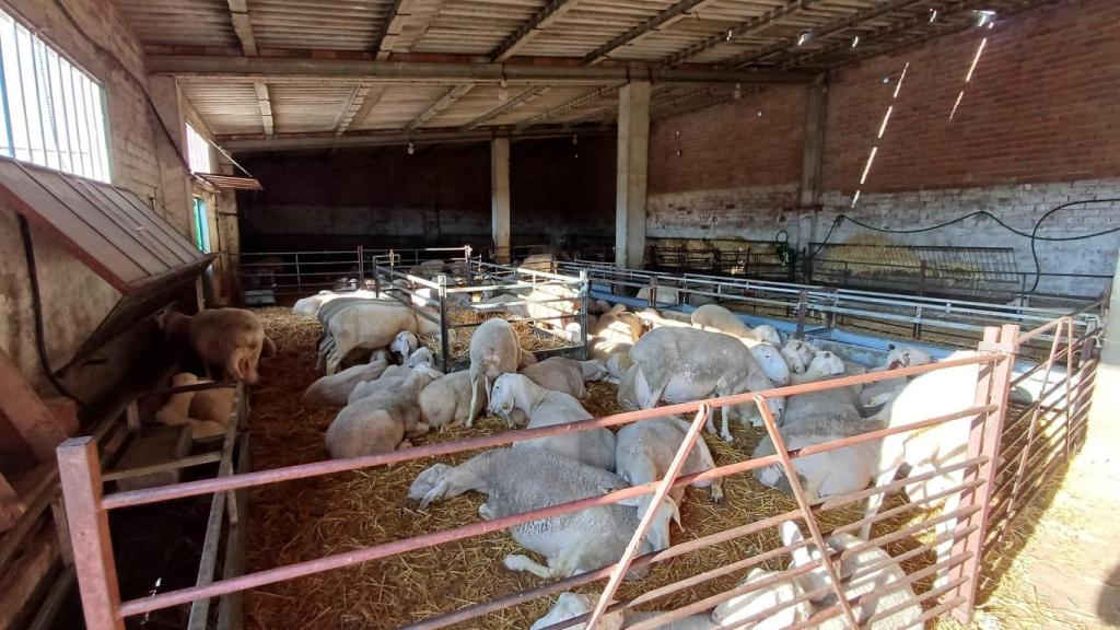 La explotación ganadera de David