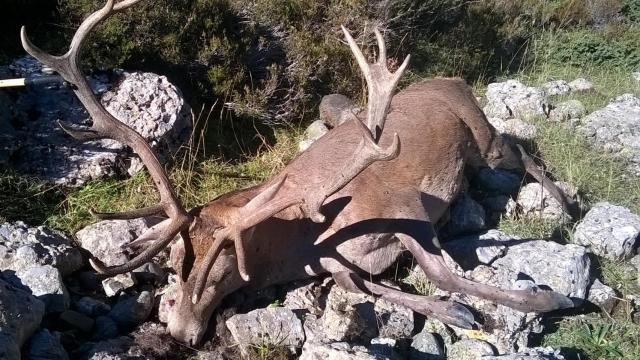 Imagen de un ciervo abatido