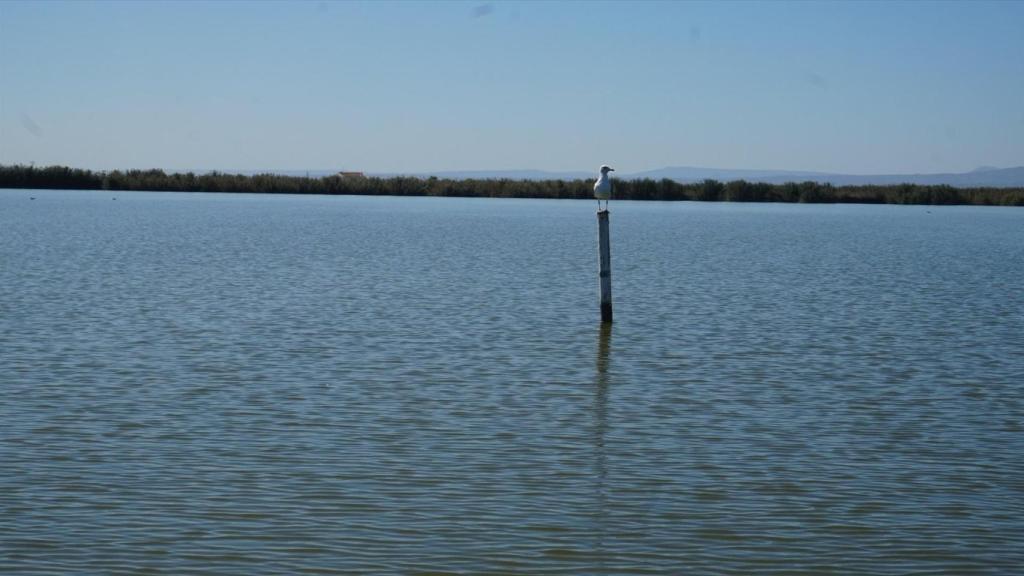 L'Albufera de Valencia. UPV