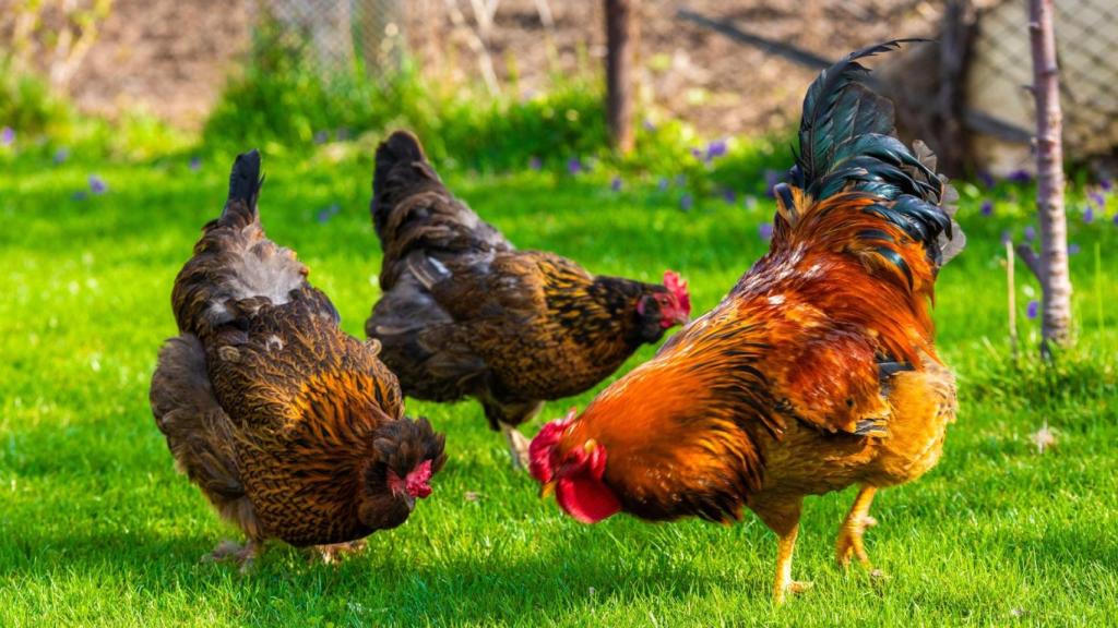 Dos pollos de corral y un gallo en busca de comida