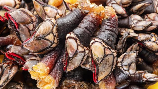Ración de percebes