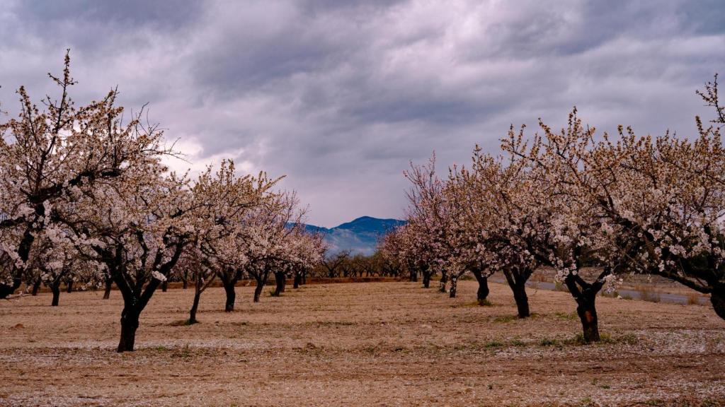 Campo de almendros.