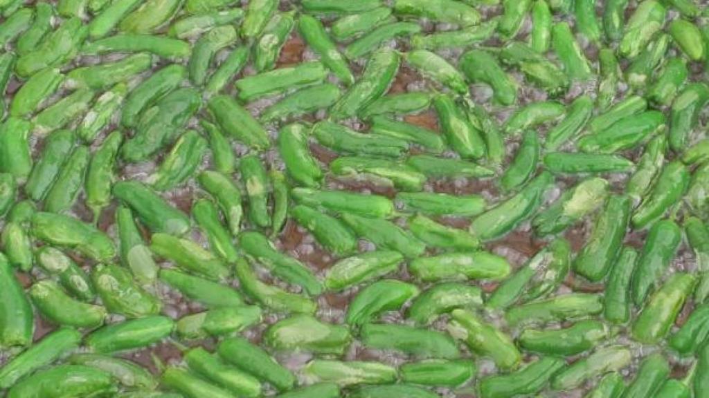 XXV Festa do Pemento do Couto