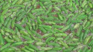 XXV Festa do Pemento do Couto