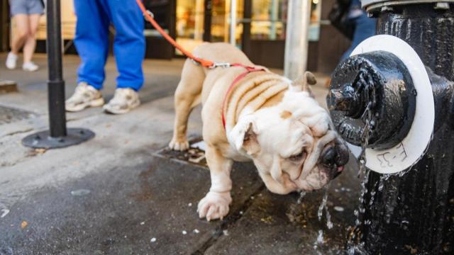 Un bulldog bebiendo agua por la calle, afectado por una ola de calor.