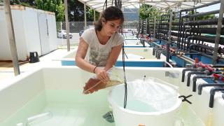 La UVigo estudia cómo las olas de calor marinas afectan al equilibro de los ecosistemas oceánicos