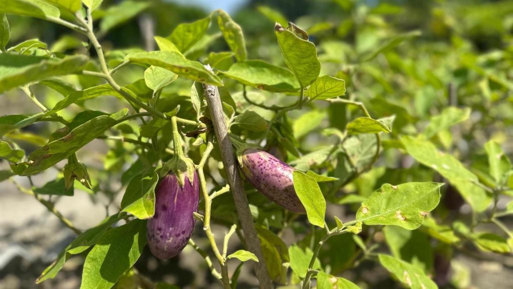 La berenjena es una de las verduras que más se cultivan en las islas.