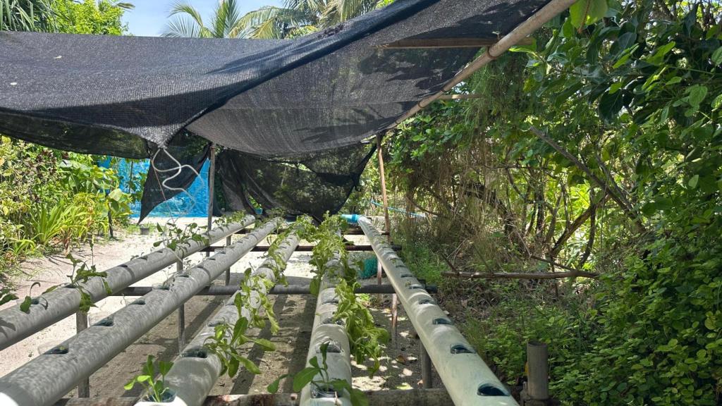 En Seb's Farm apuestan por la hidroponia para acelerar los cultivos y ahorrar agua.