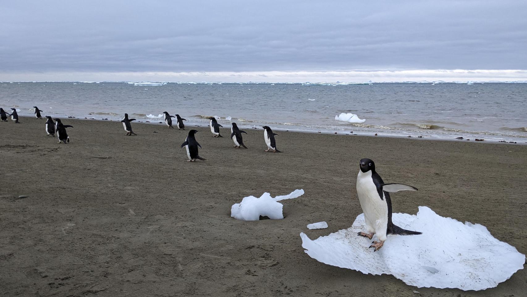 Pingüinos de Adelia caminan por la costa de la Antártida.