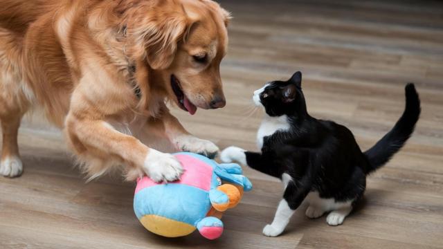 Un perro y un gato jugando