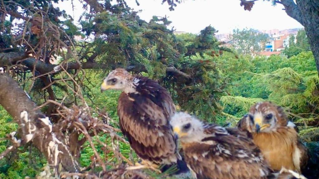 Imagen de las tres crías de águila calzada