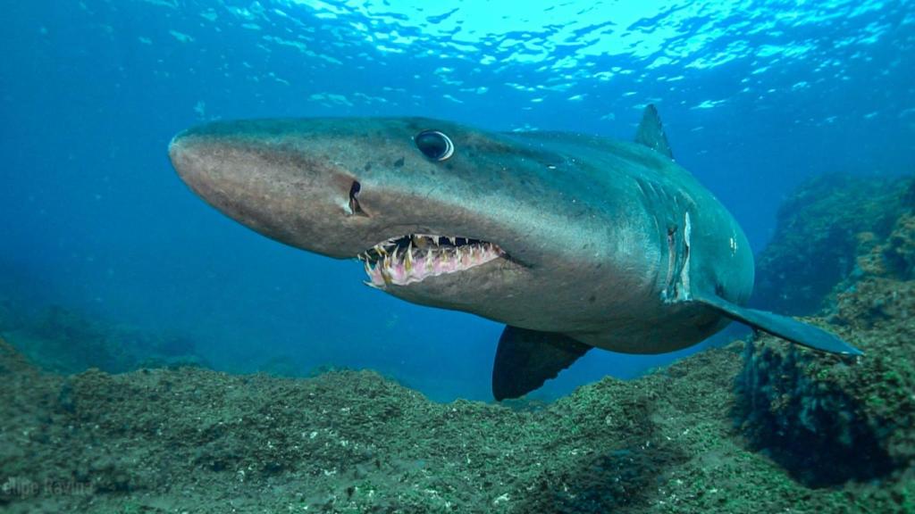 Tiburón cañabota, uno de los depredadores más antiguos y enigmáticos de las profundidades atlánticas.