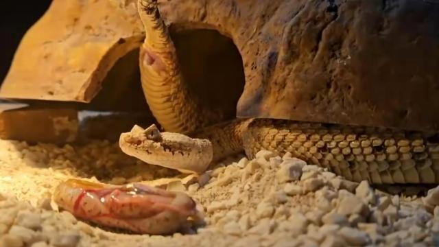 Nacimiento de cría de serpiente cascabel cornuda del desierto en Terra Natura Benidorm.