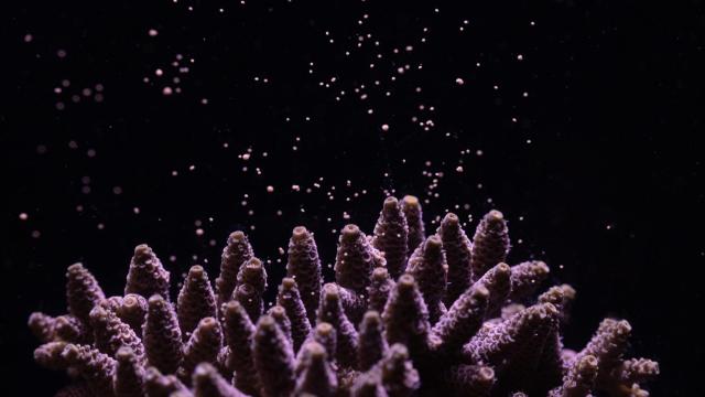 'Acropora millepora' desovando 'ex situ'; durante estos eventos anuales de desove, miles de paquetes de óvulos y esperma se liberan en el agua en unos pocos minutos.