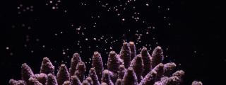 'Acropora millepora' desovando 'ex situ'; durante estos eventos anuales de desove, miles de paquetes de óvulos y esperma se liberan en el agua en unos pocos minutos.
