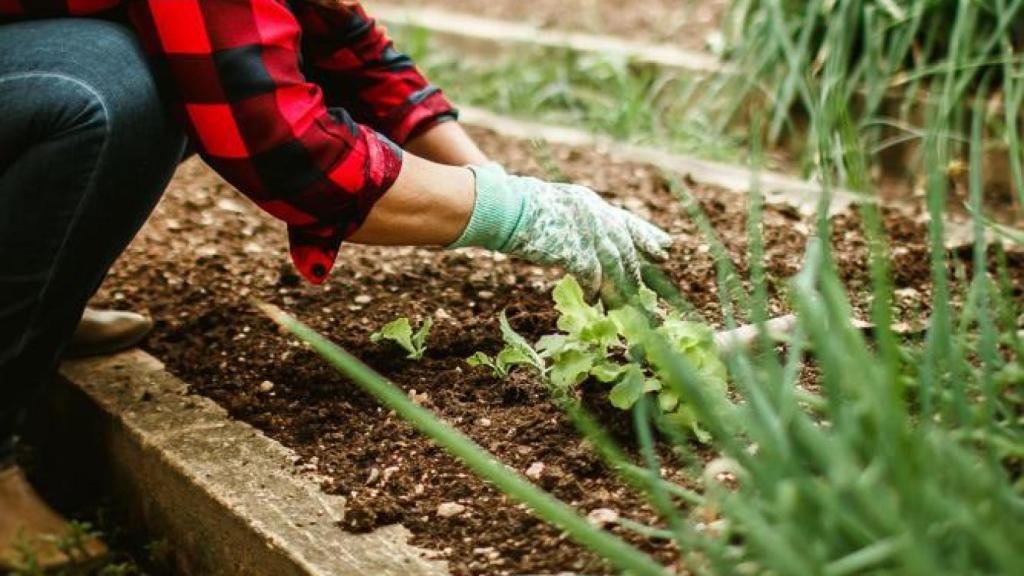 Imagen de una persona haciendo labores de agricultura.