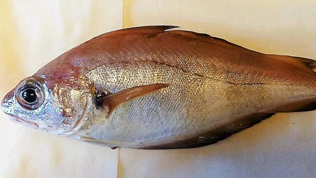 Una faneca sometida al nuevo tratamiento.