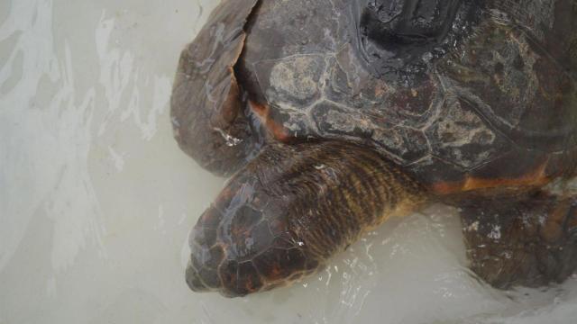 Tortuga convaleciente en un centro de recuperación tras haber ingerido plástico.