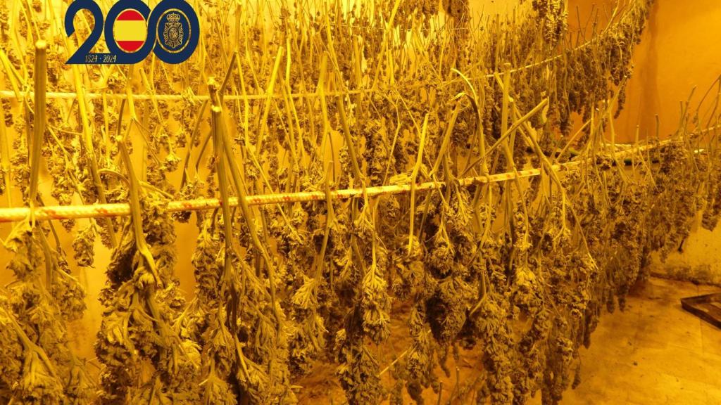 Imagen de marihuana.