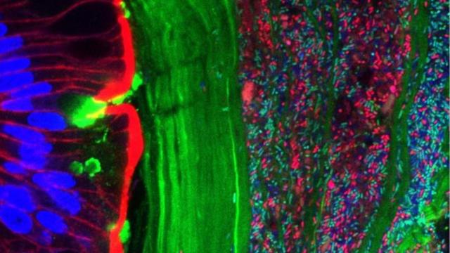 Las bacterias modificadas (azul y rojo) interactúan con las células intestinales del ratón.