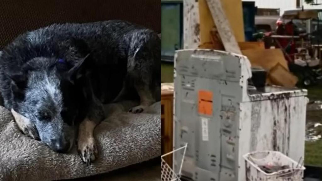Un perro sobrevivió a las inundaciones de Texas al refugiarse en una lavadora